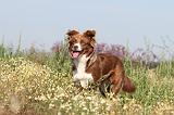 BORDER COLLIE 413